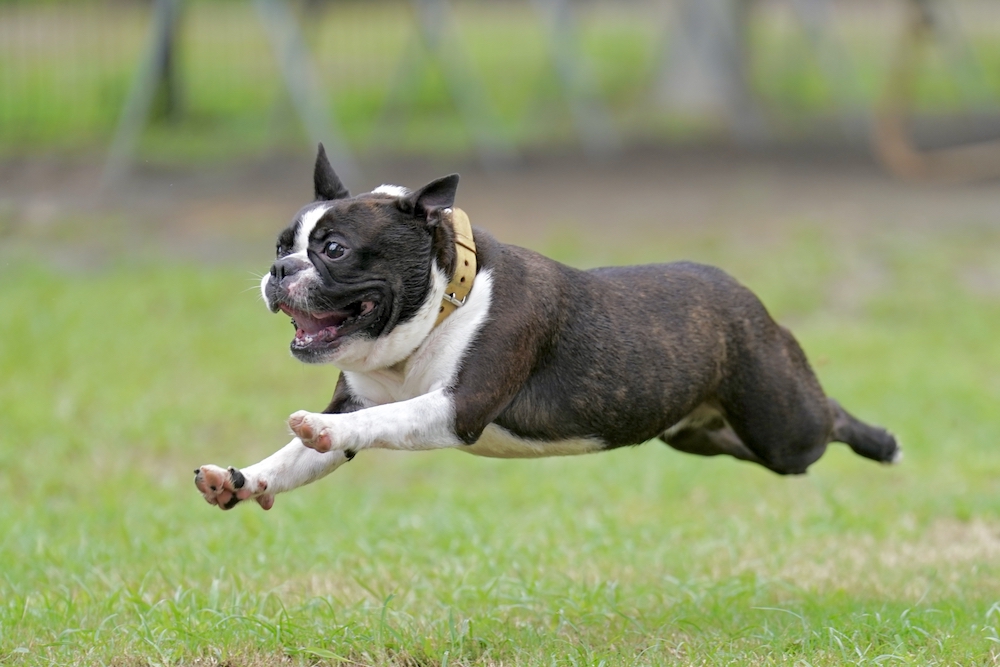 小型犬