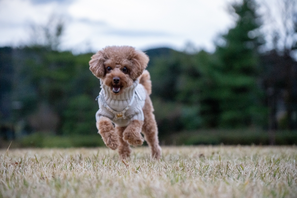 小型犬