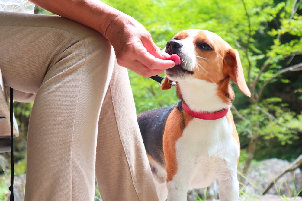 中型犬と飼い主