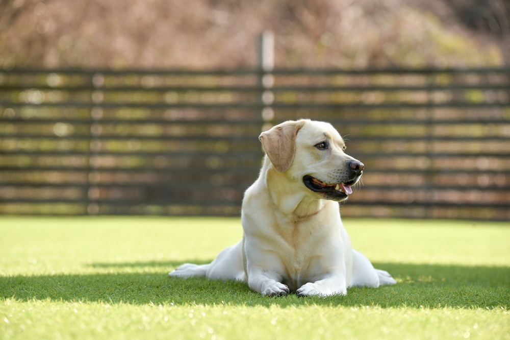 白い中型犬