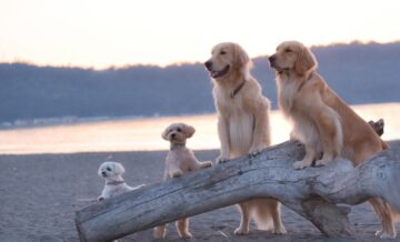 複数の犬